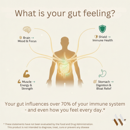 White bottle of mywellness.health Probiotic 40 Billion CFU with Prebiotics, 60 capsules for natural digestive support